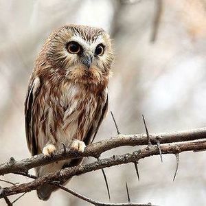 Meet your Posher, Nebyou